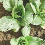 farming03-free-img-1.jpg