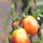 farming04-free-img-1.jpg